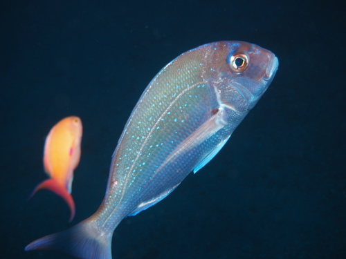 Representative image of Pagrus