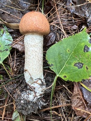 Leccinum vulpinum
