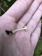 Cuphophyllus virgineus