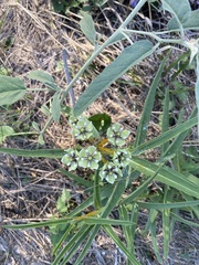 Asclepias asperula