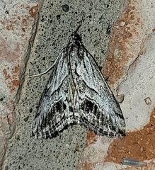 Evergestis simulatilis