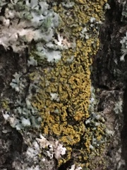 Candelariella efflorescens