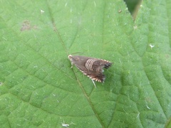 Grapholita delineana