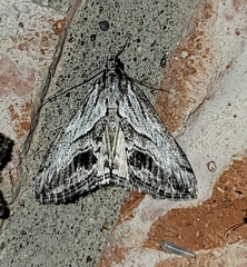 Evergestis simulatilis