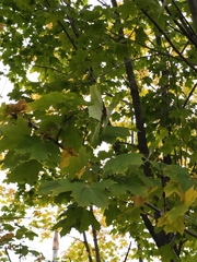 Acer platanoides