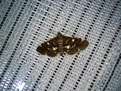 Piletocera sodalis