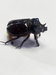 Strategus aloeus