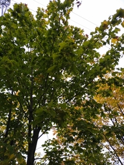 Acer platanoides