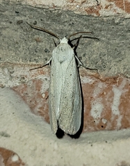 Grotellinae