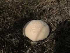 Lycoperdon pratense
