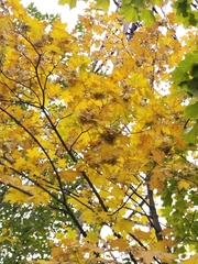 Acer platanoides
