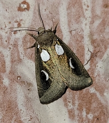 Plagiomimicus olvello