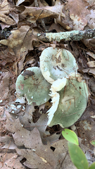 Heterophyllidia