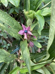 Clerodendrum fortunatum