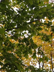 Acer platanoides