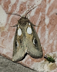 Plagiomimicus olvello