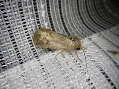 Spodoptera depravata