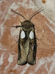 Plagiomimicus olvello