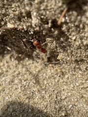 Pseudomethoca torrida