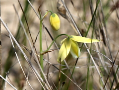 Albuca cooperi