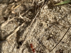 Pseudomethoca torrida