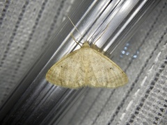 Idaea biselata