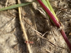 Pseudomethoca torrida