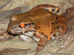 Leptodactylus savagei