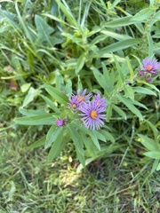 Symphyotrichum novae-angliae
