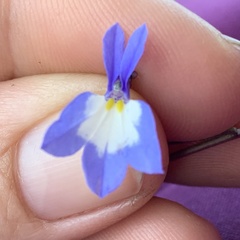 Lobelia erinus