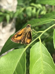 Cephrenes trichopepla