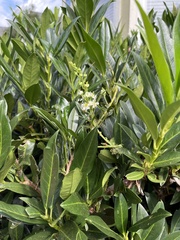 Prunus laurocerasus
