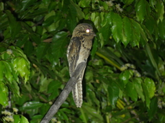 Nyctibius griseus