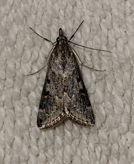 Loxostege allectalis