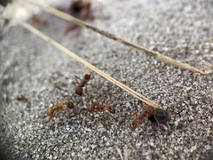 Pogonomyrmex badius
