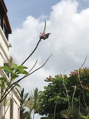 Papilio clytia clytia