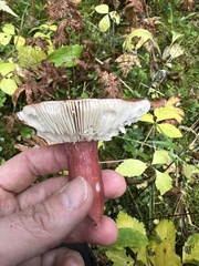 Russula queletii