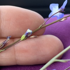 Lobelia erinus