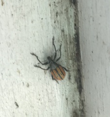 Diaprepes abbreviatus