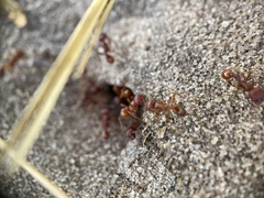 Pogonomyrmex badius