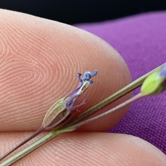 Lobelia erinus