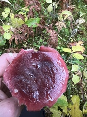 Russula queletii