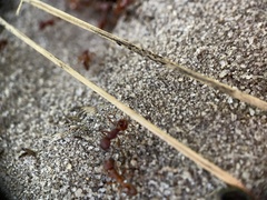 Pogonomyrmex badius