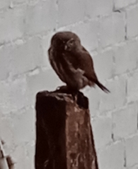 Glaucidium brasilianum