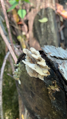 Ductifera pululahuana