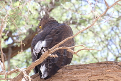 Polemaetus bellicosus