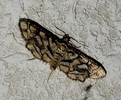 Hileithia magualis