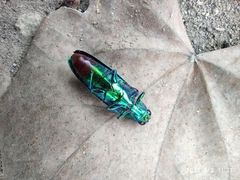 Chrysochroa fulminans