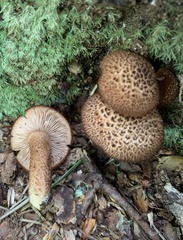 Flammulaster erinaceellus