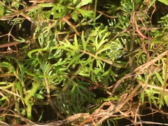 Helosciadium inundatum